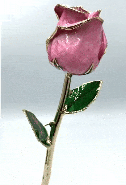 (*Spring Sale*) 24K Gold Dipped Tulip W/ Gift Box